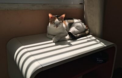 Gato Macho tricolor