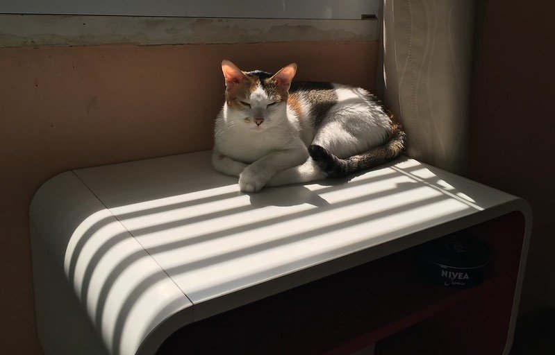 Gato Macho tricolor