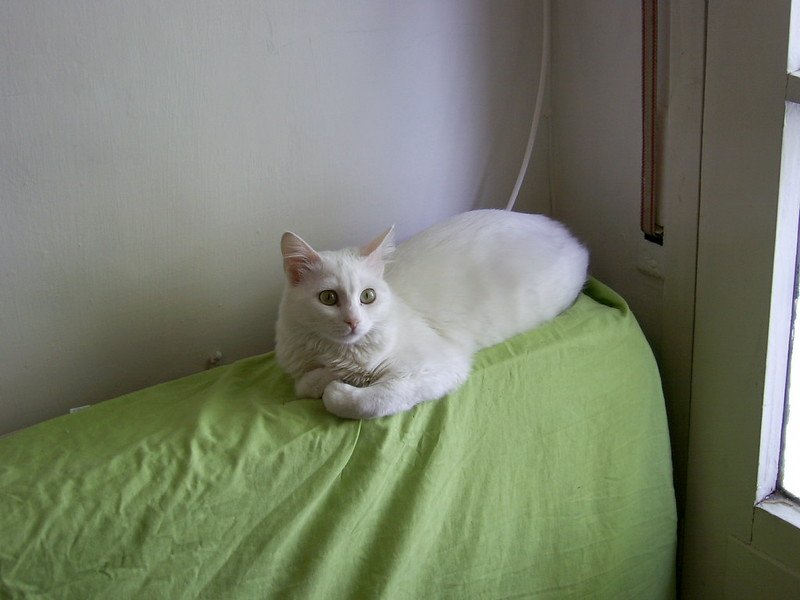 Procuro um macho para esta gata Angorá